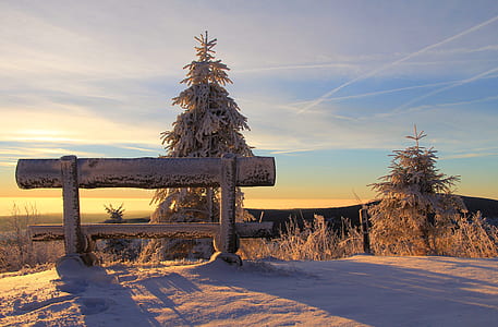 photo of pine tree thumbnail