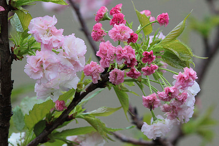 Flower, Cherry Blossoms thumbnail