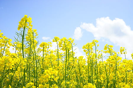 green plants under blue sky thumbnail
