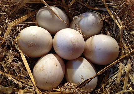white bird eggs on brown bird nest thumbnail