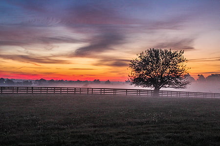 silhouette of tree beside fence thumbnail