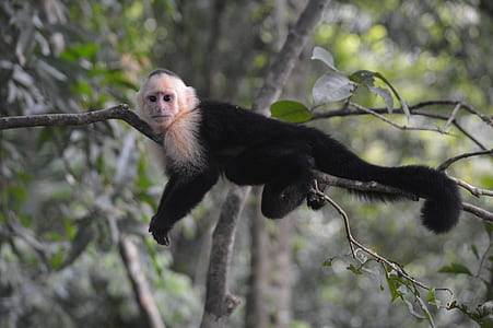 monkey perched on tree branch thumbnail