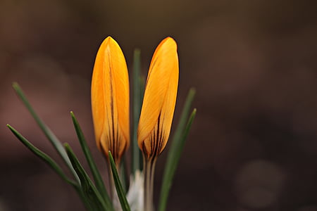 yellow petaled flowers thumbnail