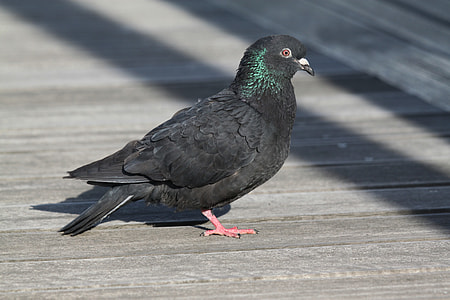 black and green pigeon on brown wood plank surface thumbnail