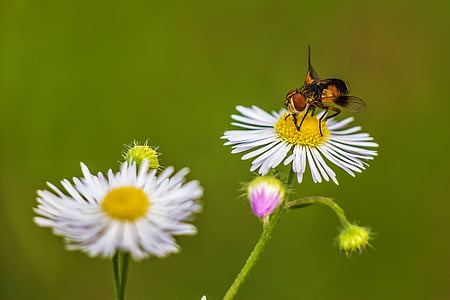 close up photograph of white daisy flower with fly thumbnail