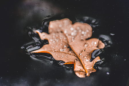 brown leaf floating on water thumbnail