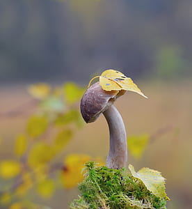 selective focus photography of brown mushroom thumbnail