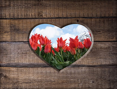 heart, wood, flowers, hole, love, feelings thumbnail