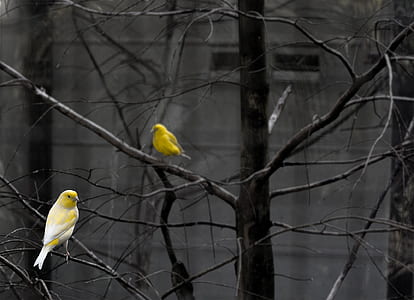 yellow bird perched on tree thumbnail