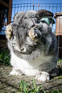 gray and white rabbit thumbnail