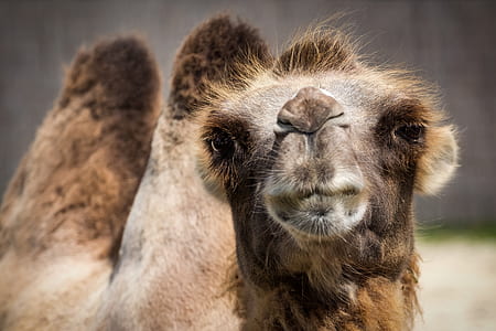 photography of brown camel thumbnail