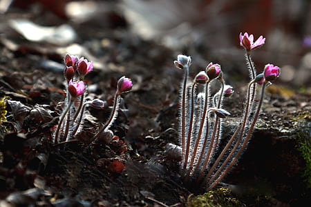 selective focus photo of pink crocus flower buds thumbnail