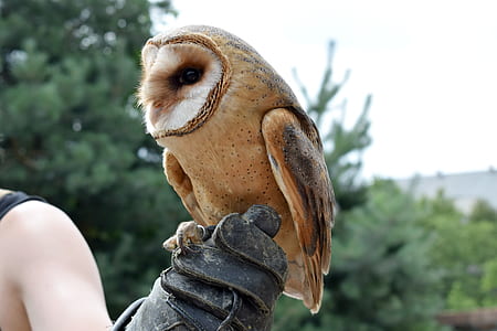 brown barn owl on person's hand with gloves thumbnail