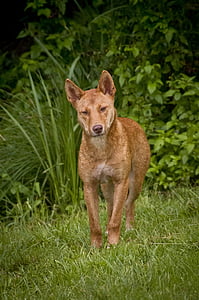 medium short-coated brown dog standing on grass thumbnail