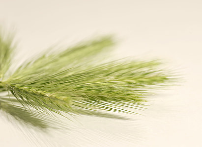 green grass on white surface thumbnail