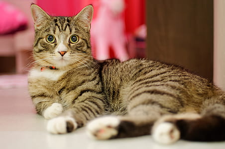 brown tabby cat on floor thumbnail