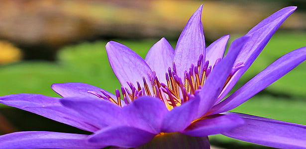 purple petaled flower thumbnail