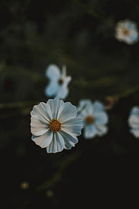 Selective Focus Photography Of White Cosmos Flower thumbnail