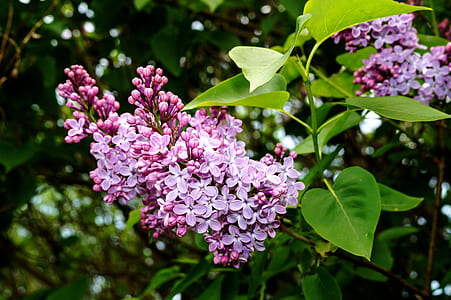 purple lilacs selective-focus photography thumbnail