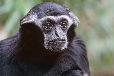 selective focus photograph of black primate thumbnail