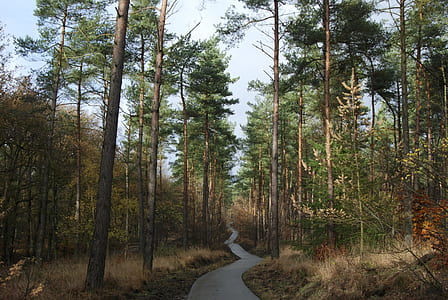 green forest during daytime thumbnail