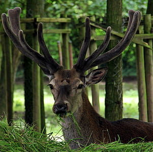 brown deer on green leafed plant during daytime thumbnail
