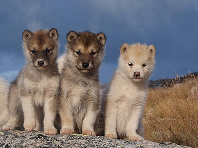 three long-coated brown puppies on gray surface during daytime thumbnail