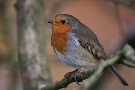 focus photography of gray and orange bird thumbnail