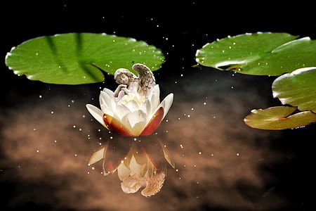 white waterlily flower on body of water thumbnail