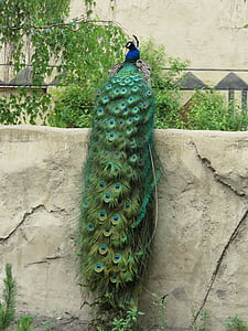 photo of blue and green peacock thumbnail