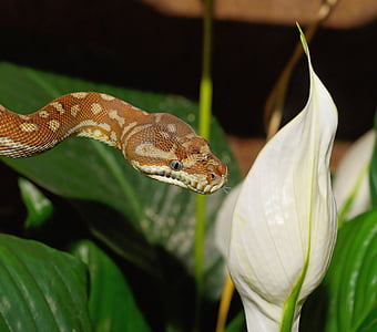 brown snake beside white peace lily thumbnail