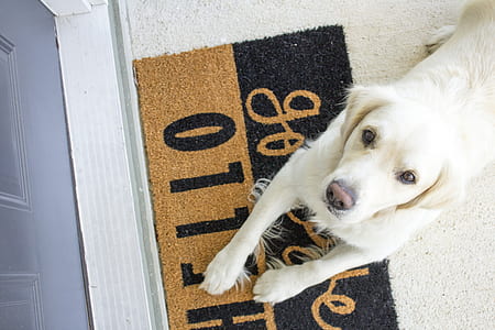 adult light golden retriever laying down on carpet thumbnail