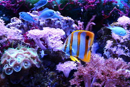 white and yellow fish in body of water thumbnail