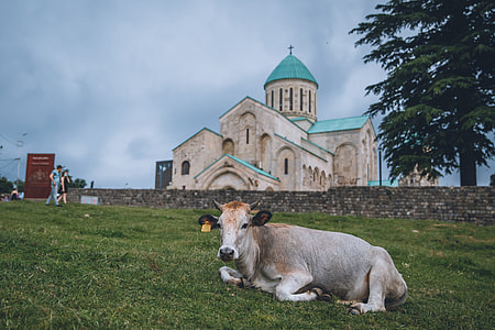Georgia Holy Trinity Church, Cow thumbnail