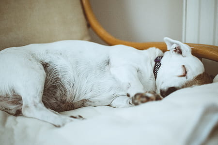 Short-coated White Dog on Fabric Sofa thumbnail