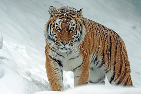 Tiger during snow thumbnail