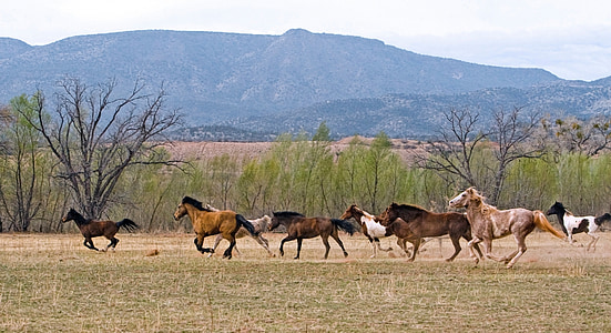 photo of galloping horses on grass thumbnail