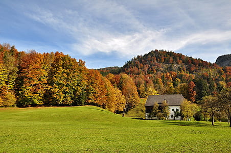 landscape photography of brown trees thumbnail