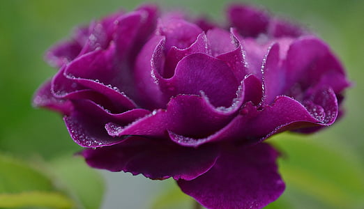 shallow focus photography of purple flower thumbnail