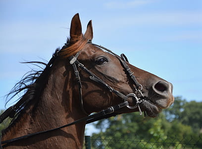brown horse thumbnail