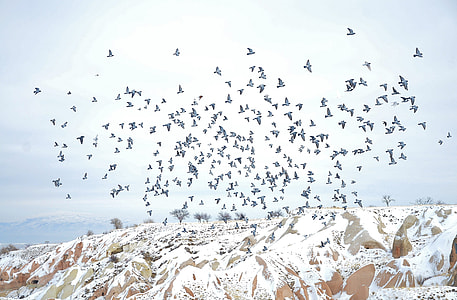 flock of bird flying above mountain thumbnail
