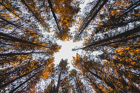 low angle photo of yellow leaf trees thumbnail