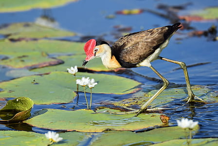 selective focus photo of red-crested jacana bird on green lily flower thumbnail