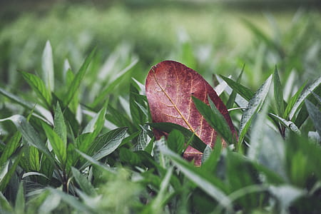 brown leaf on green grass during daytime thumbnail