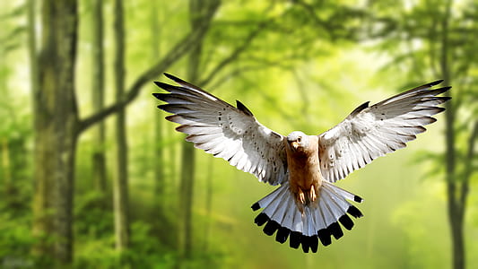 white and black bird flying under trees thumbnail
