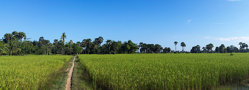 path between corn plants thumbnail