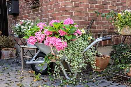 photo of pink petaled flowers in wheelbarrow thumbnail