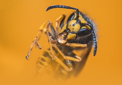 Close-up Photo of Yellow Jacket Wasp thumbnail