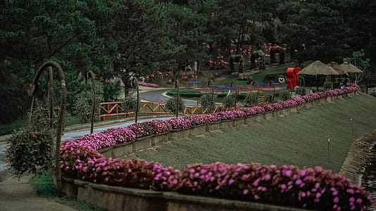 Aerial Photo of Pink Flowers thumbnail