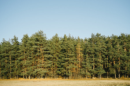 The edge of forest thumbnail